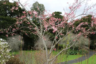 prunus-pink-cloud-1