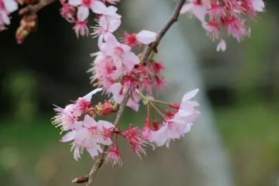 prunus-pink-cloud-2