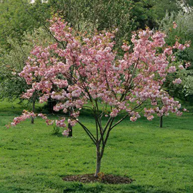 prunus-pink-perfection-2