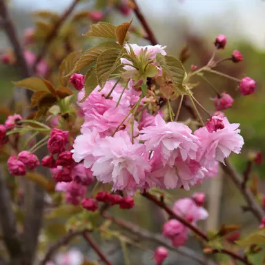 prunus-pink-perfection-4