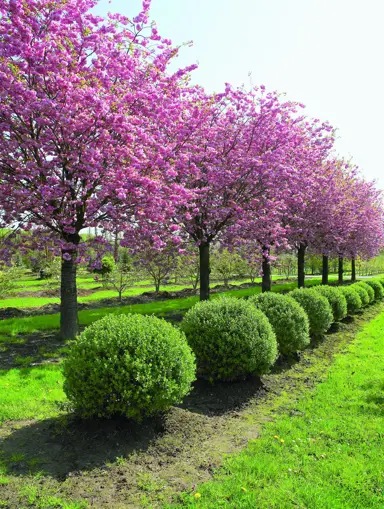 prunus-pink-perfection-5