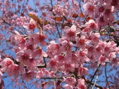 prunus-puddum-