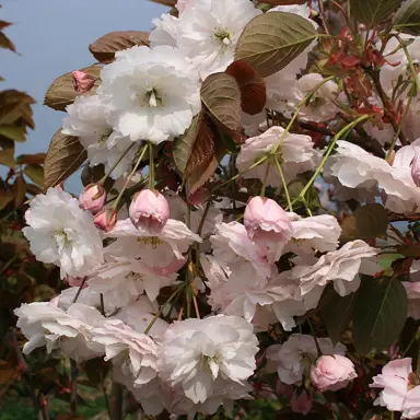 prunus-shirofugen-4