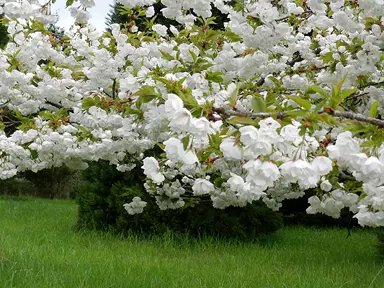 prunus-shirotae-mt-fuji-