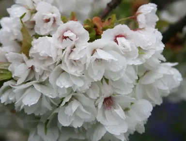 prunus-shirotae-mt-fuji-1