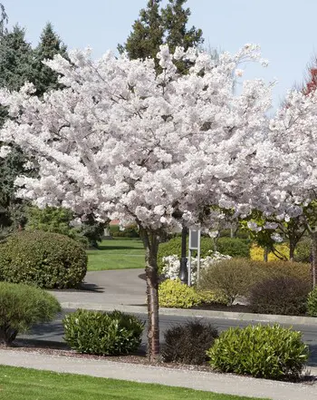 prunus-shirotae-mt-fuji-2