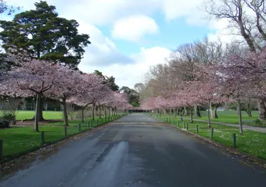 prunus-awanui-1