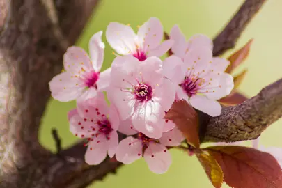 prunus-cerasifera-nigra-