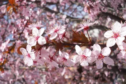 prunus-cerasifera-nigra-1