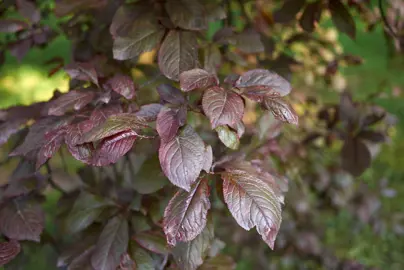 prunus-cerasifera-nigra-3