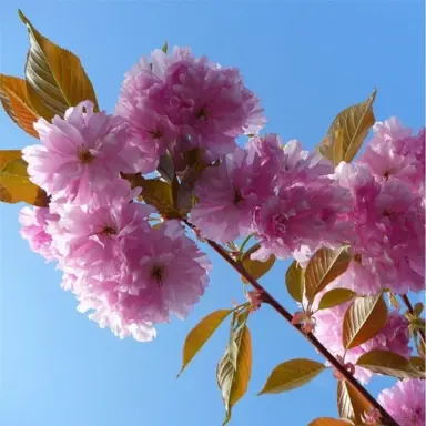 prunus-kanzan-1