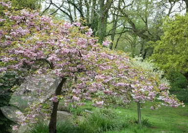 prunus-kiku-shidare-sakura-1