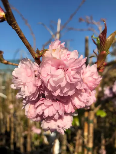 prunus-kiku-shidare-sakura-4