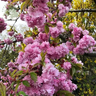 prunus-kiku-shidare-sakura-6