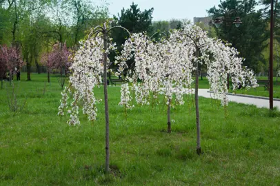 prunus-shidare-yoshino-1