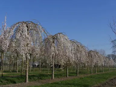 prunus-shidare-yoshino-5