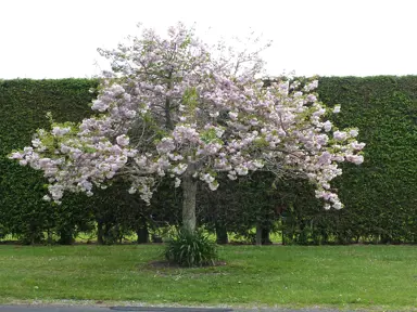 prunus-shimidsu-sakura-1