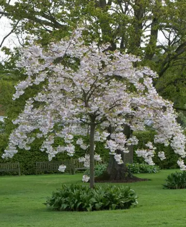 prunus-shimidsu-sakura-2