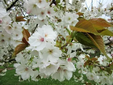 prunus-tai-haku-