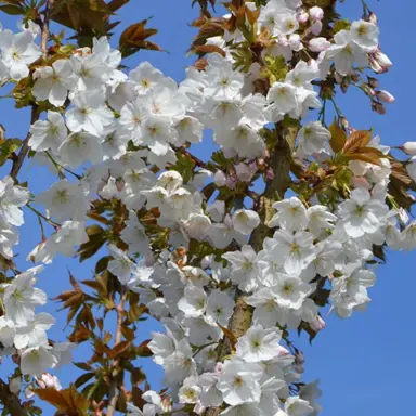 prunus-tai-haku-1