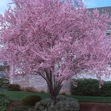 prunus-thundercloud-