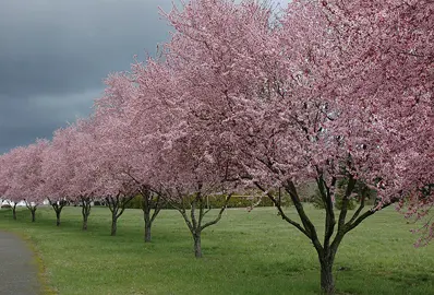 prunus-thundercloud-2