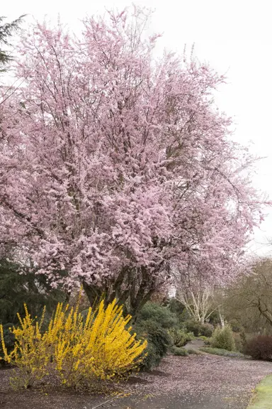 prunus-thundercloud-3