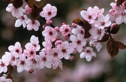 prunus-thundercloud-4