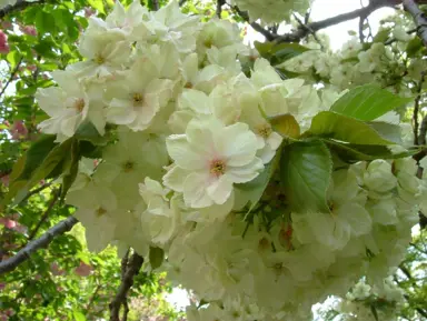 prunus-ukon-2