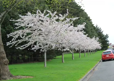 prunus-yedoensis-4