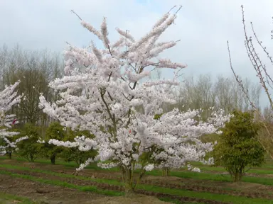 prunus-yedoensis-5