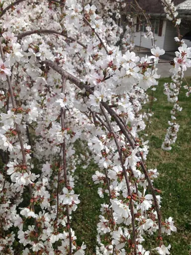 prunus-yedoensis-perpendens-2