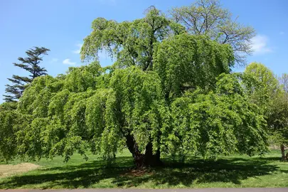 prunus-yedoensis-perpendens-3