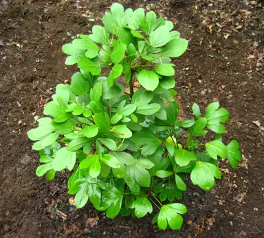 A small Pseudopanax 'Cyril Watson' shrub with lush, bright green foliage.