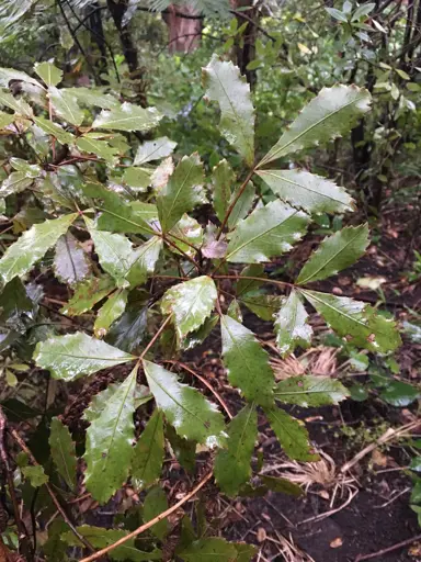 Pseudopanax discolor plant with green foliage.