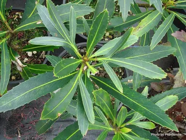 Pseudopanax lessonii 'Forest Gem' shrub with green foliage.