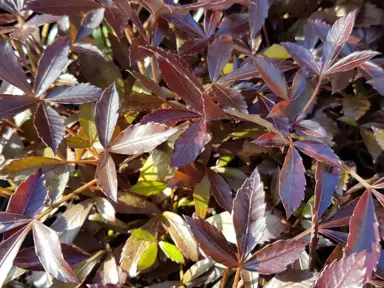 Pseudopanax lessonii 'Nigra' dark purple foliage.