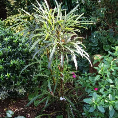 Pseudopanax lessonii 'Tuatara' plant.