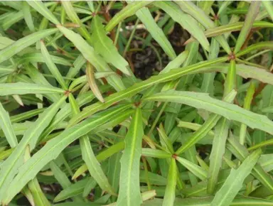 Pseudopanax linearifolius plant.