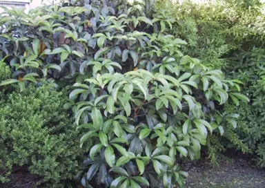 pseudopanax-laetus-