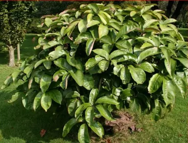 pseudopanax-laetus-4