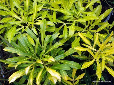 pseudopanax-lessonii-gold-finger-