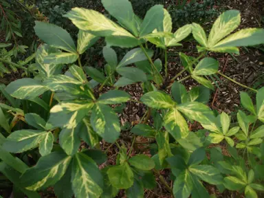 pseudopanax-lessonii-gold-splash-