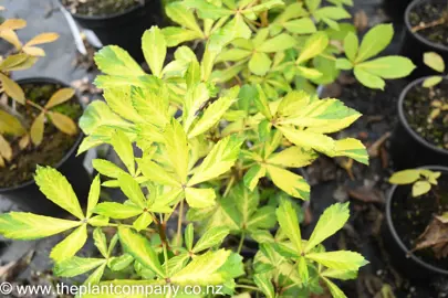 pseudopanax-lessonii-gold-splash-3