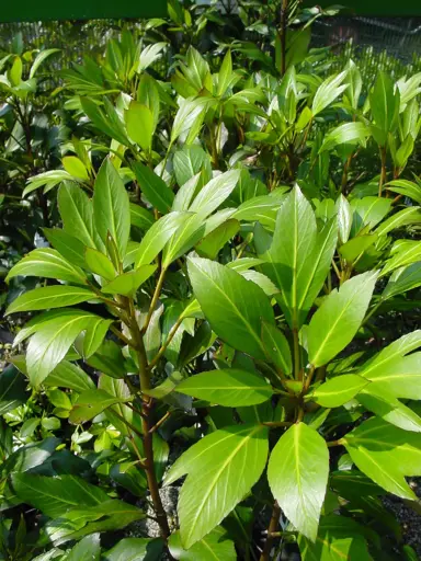 pseudopanax-lessonii-trident-