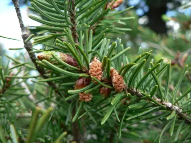 pseudotsuga-menziesii-douglas-fir-1