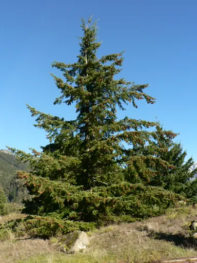 pseudotsuga-menziesii-douglas-fir-2