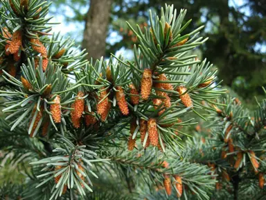 pseudotsuga-menziesii-douglas-fir-4