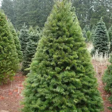 pseudotsuga-menziesii-douglas-fir-5