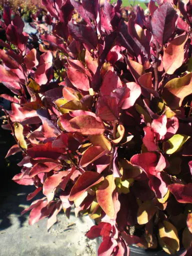 pseudowintera-burgundy-delight-